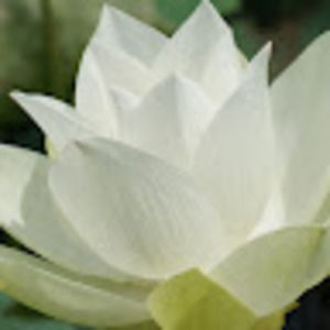 Meet your Posher, Vivien